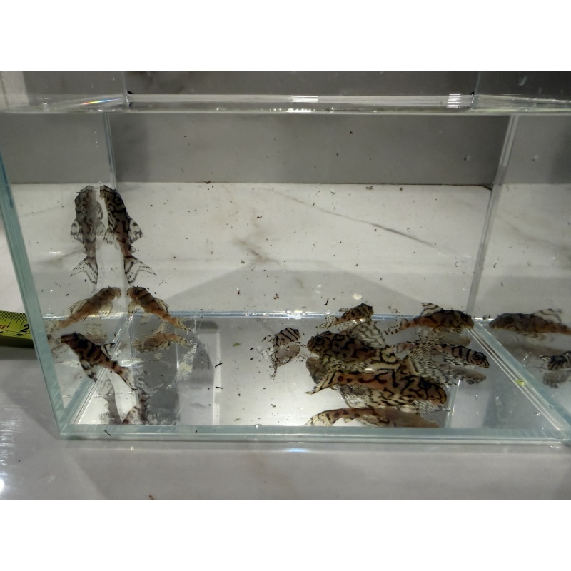 L236 Superwhite / Cream Plecos x 9 Juveniles (Different Sizes)