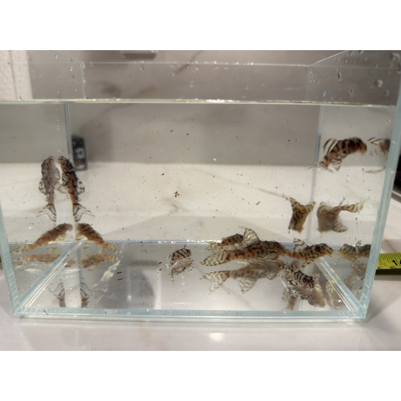 L236 Superwhite / Cream Plecos x 9 Juveniles (Different Sizes)