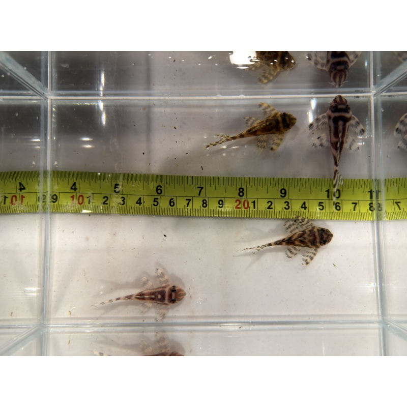L173 Plecos 4 x Juveniles