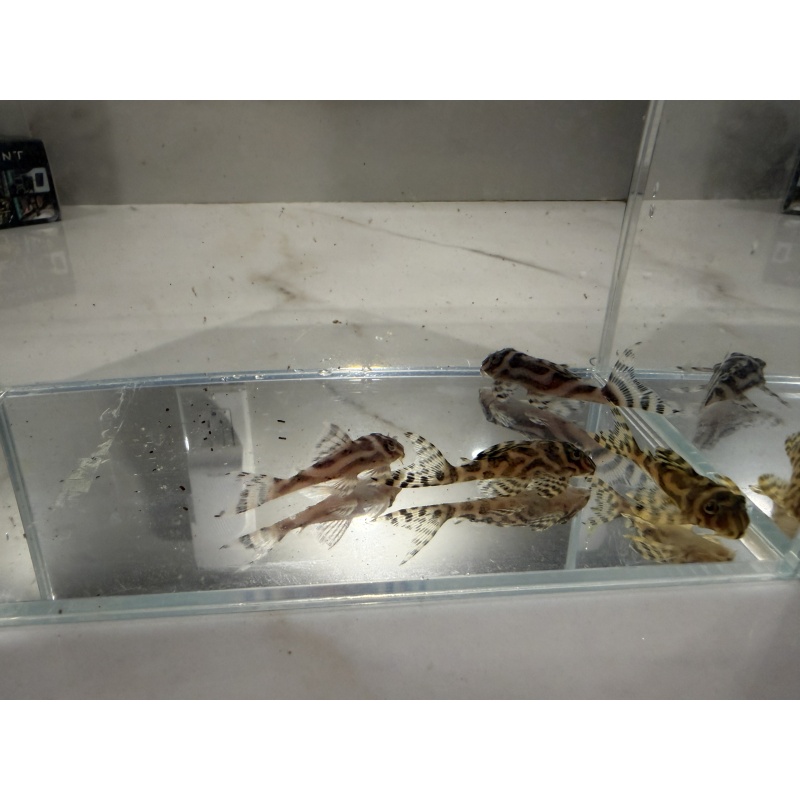 L173 Plecos 4 x Juveniles