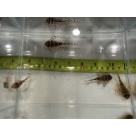 L173 Plecos 4 x Juveniles