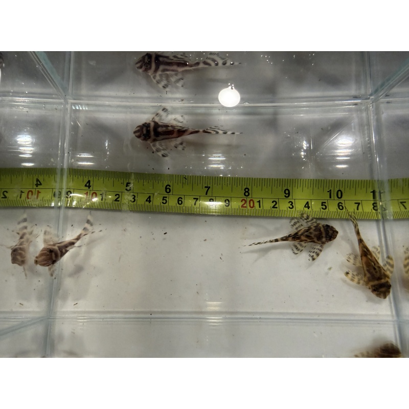 L173 Plecos 4 x Juveniles