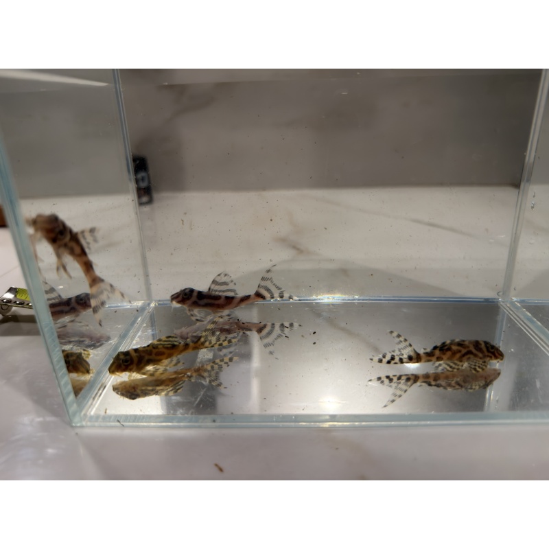 L173 Plecos 4 x Juveniles
