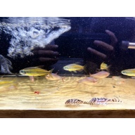 6 x Lampeye Congo Tetra (Phenacogrammus aurantiacus)