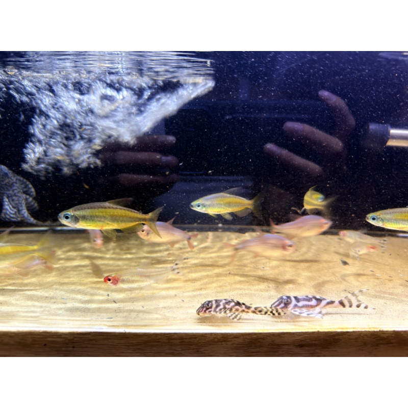 6 x Lampeye Congo Tetra (Phenacogrammus aurantiacus)