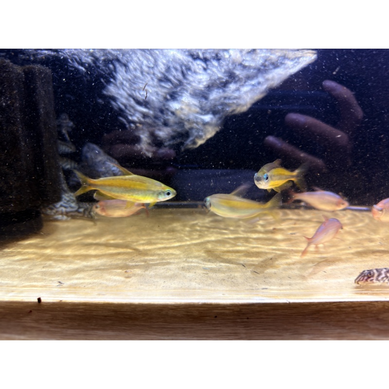 6 x Lampeye Congo Tetra (Phenacogrammus aurantiacus)