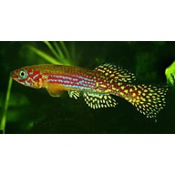 Fundulopanchax Gresensi Takwai