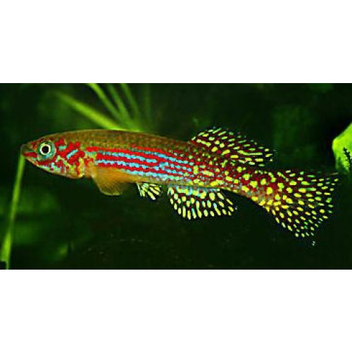 Fundulopanchax Gresensi Takwai