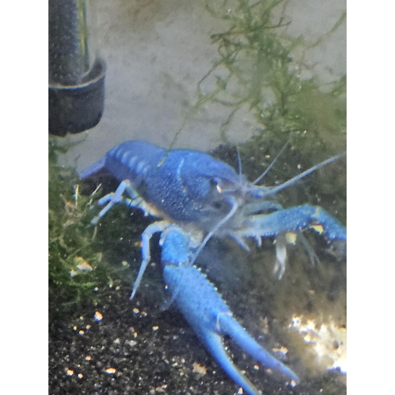 Electric Blue Crayfish