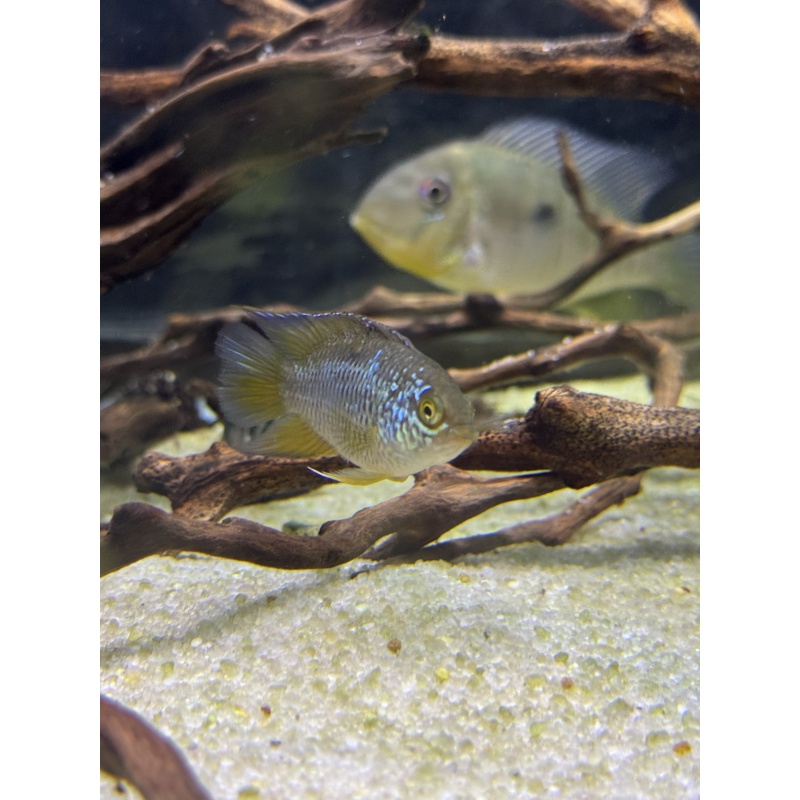 6 Golden Eye Fish Nannacara Anomala