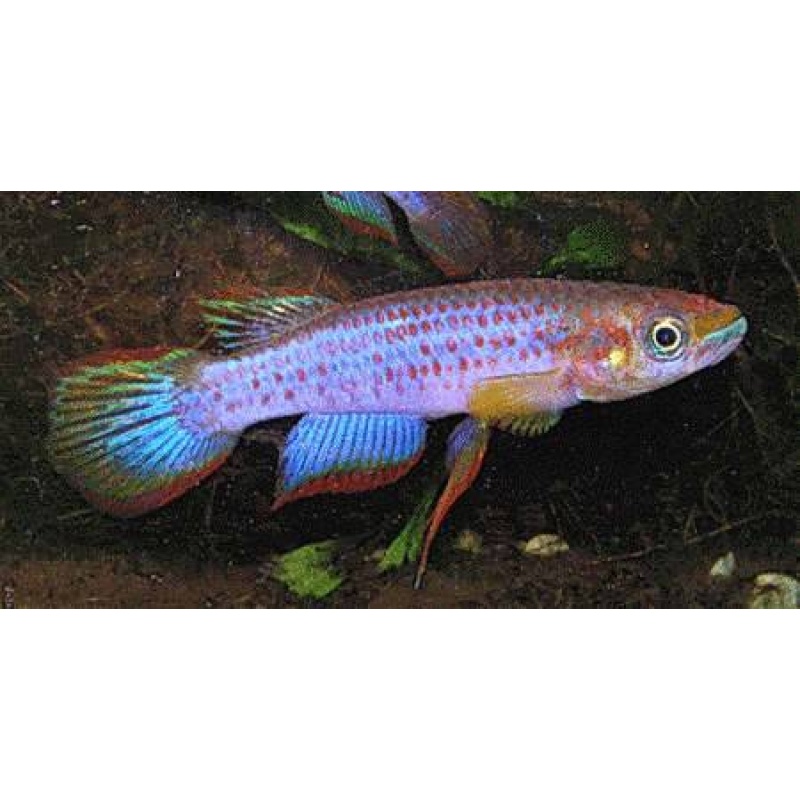 Epiplatys Lamottei Koule GRC 90/178