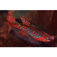 Aphyosemion Diapteron Cyanostictum SAM GBN 88/29