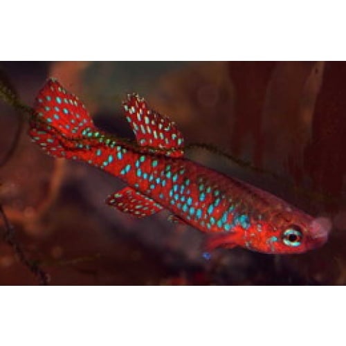Aphyosemion Diapteron Cyanostictum SAM GBN 88/29