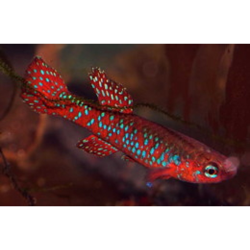 Aphyosemion Diapteron Cyanostictum SAM GBN 88/29