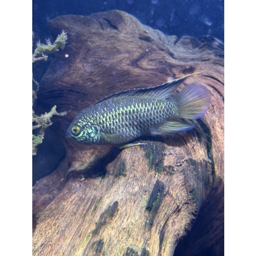 6 Golden Eye Fish Nannacara Anomala