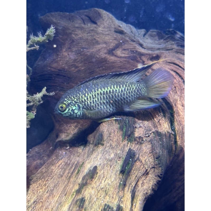 4 Golden Eye Fish Nannacara Anomala (Free UPS 2 Day Shipping)