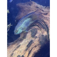 4 Golden Eye Fish Nannacara Anomala