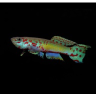 Fundulopanchax Ndianus