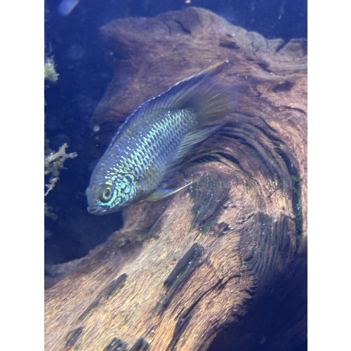 4 Golden Eye Fish Nannacara Anomala