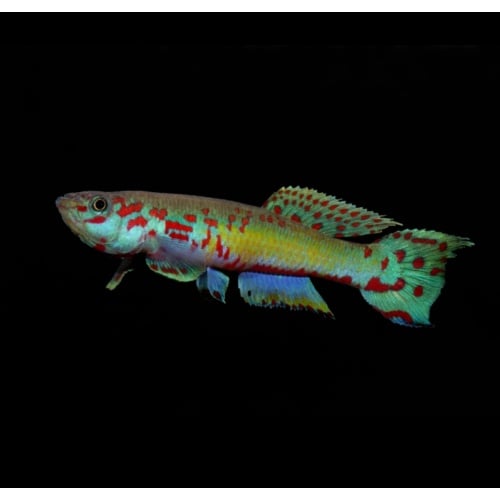 Fundulopanchax Ndianus