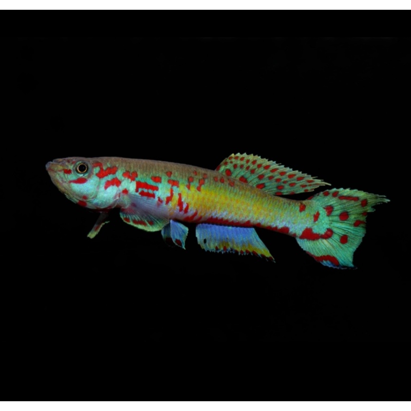 Fundulopanchax Ndianus