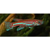 Aphyosemion Ogoense GHP 80/24