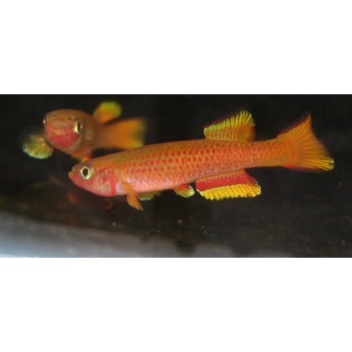 Aphyosemion Aureum GEB 94-9