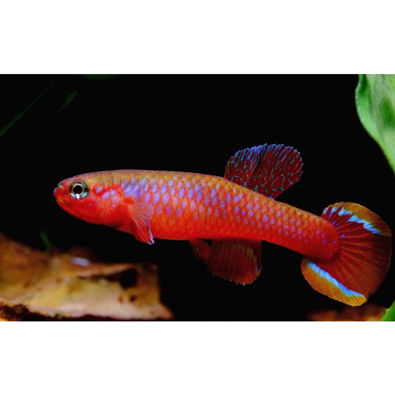 Aphyosemion Diapteron Fulgens LEC 93/7