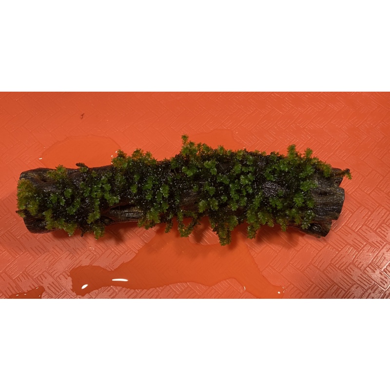 Hooker moss on Cholla wood