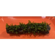Hooker moss on Cholla wood