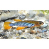 Aphyosemion Citrinepinnis GJS 00/03