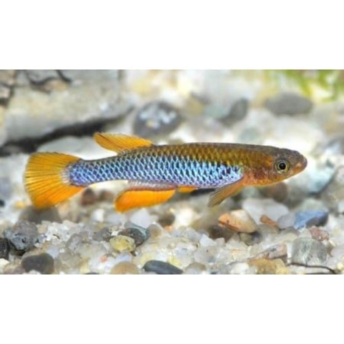 Aphyosemion Citrinepinnis GJS 00/03