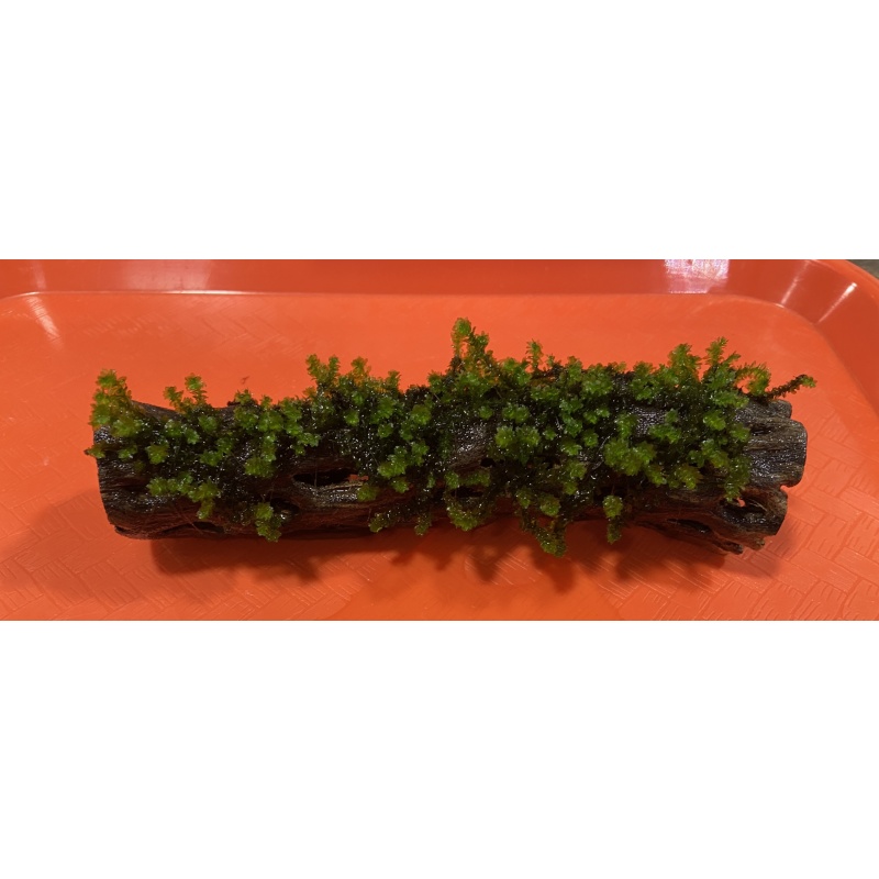 Hooker moss on Cholla wood