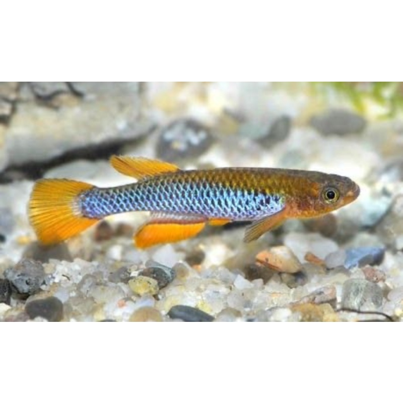 Aphyosemion Citrinepinnis GJS 00/03