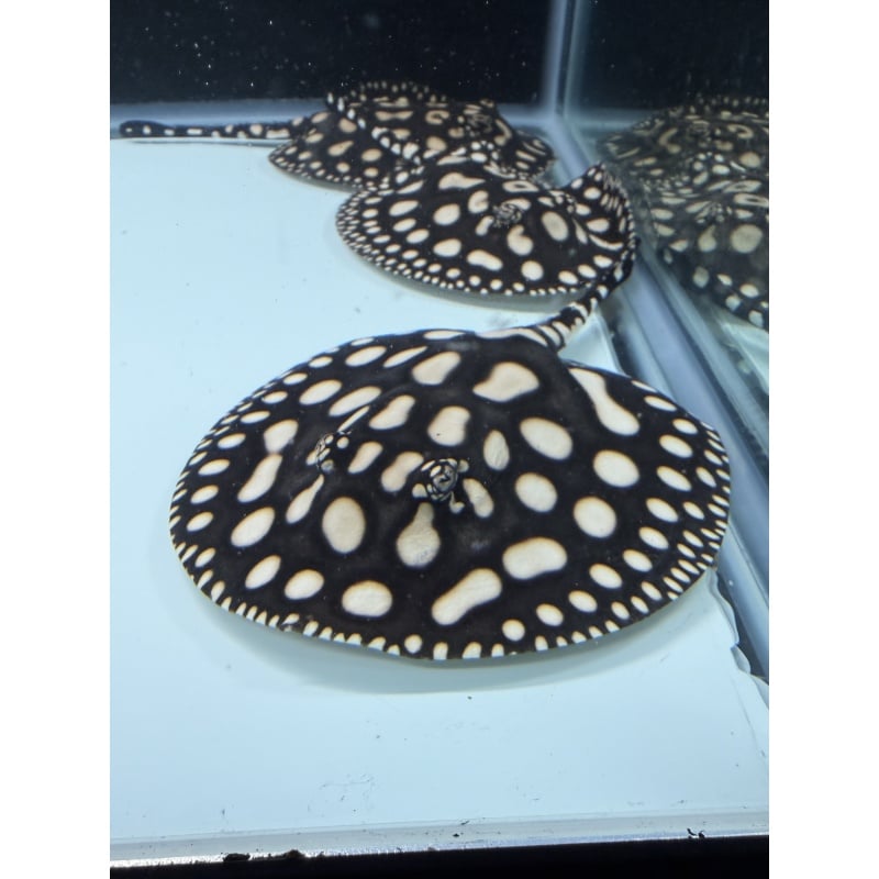 High Grade Pure Black Diamond Freshwater Stingray