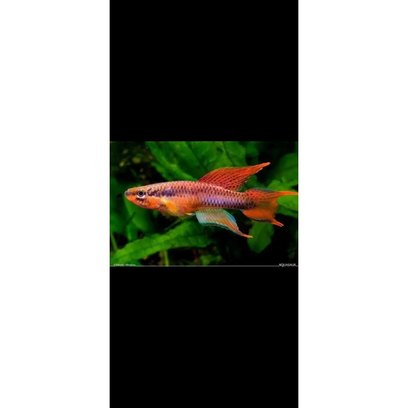 Aphyosemion Bivitattum Lagos Red