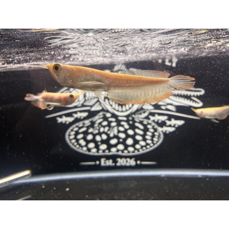 Albino Arowana 5-6”