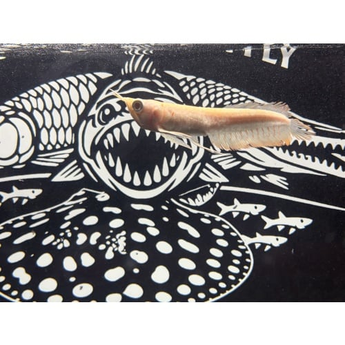 Albino Arowana 5-6”