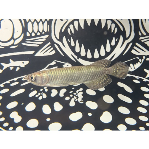 Jardini 6”