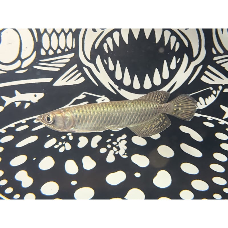 Jardini 6”