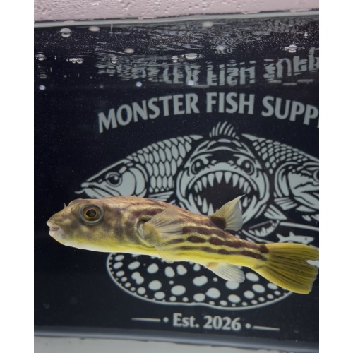 8”+ Fahaka Puffer