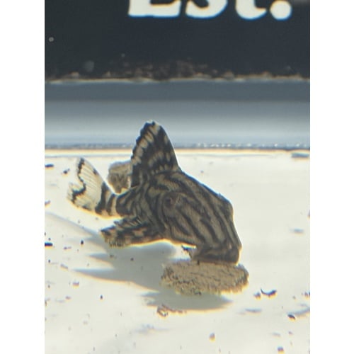 L191 Broken Line Royal Pleco
