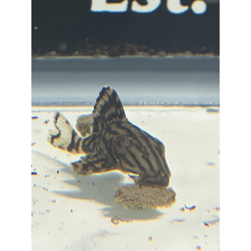L191 Broken Line Royal Pleco