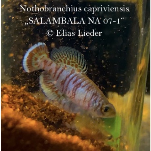 Notho. capriviensis *Salambala NA 07-1*, 2x 40+