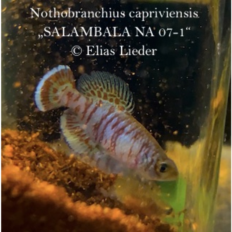 Notho. capriviensis *Salambala NA 07-1*, 2x 40+