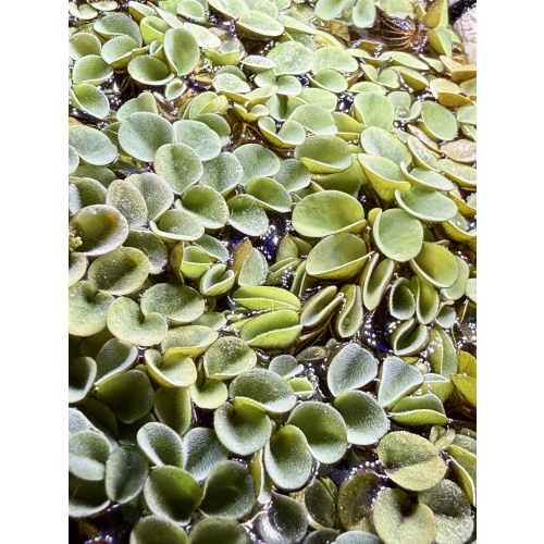 Salvinia cucullata (Hooded Watermoss)