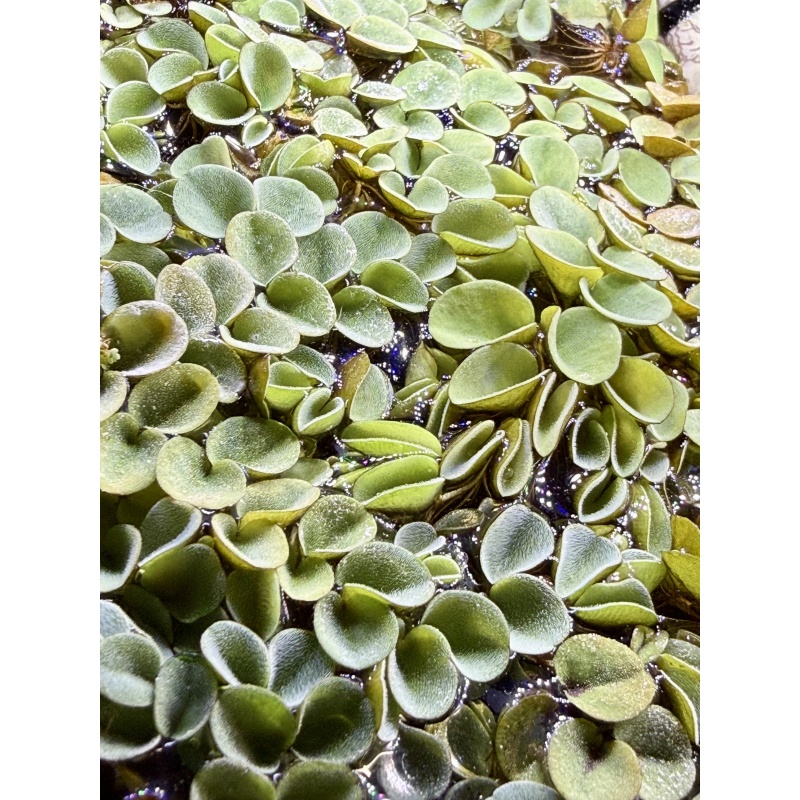 Salvinia cucullata, Hooded Watermoss, floating plant [30+ leaves]