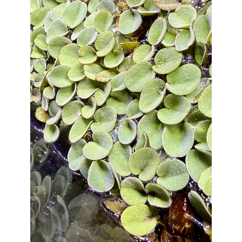 Salvinia cucullata, Hooded Watermoss, floating plant [30+ leaves]