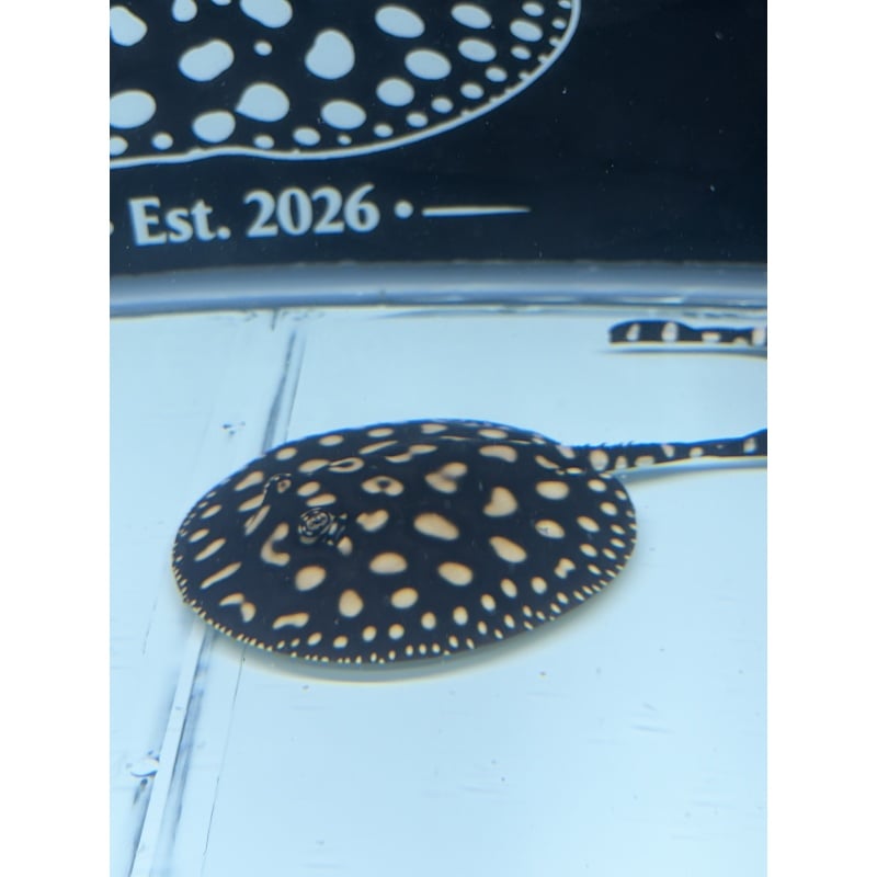 Freshwater Stingray Black Diamond Hybrid