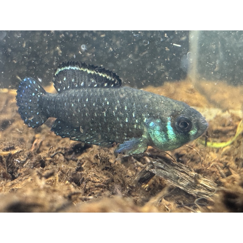 Argolebias nigripinnis URU 25-16 Rio Negro 3 weeks EGGS
